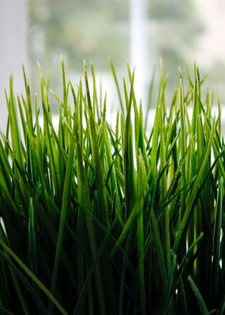 How to grow wheatgrass indoors: soil vs soilless