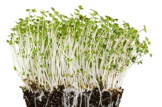 The top 10+ How does root rot happen 2 What is root rot: How to identify, treat, and prevent