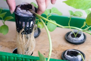 What is root rot: How to identify, treat, and prevent