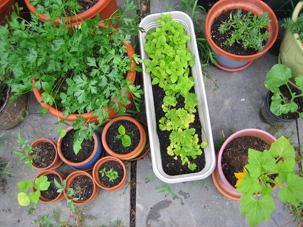 Tips for successful pots and container gardening in Texas.