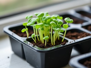 How to grow watercress indoors (beginner-friendly)