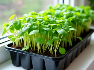 How to care for watercress (indoors)