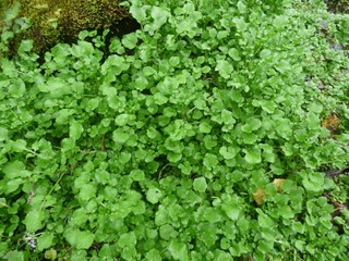 How to grow and care for watercress indoors